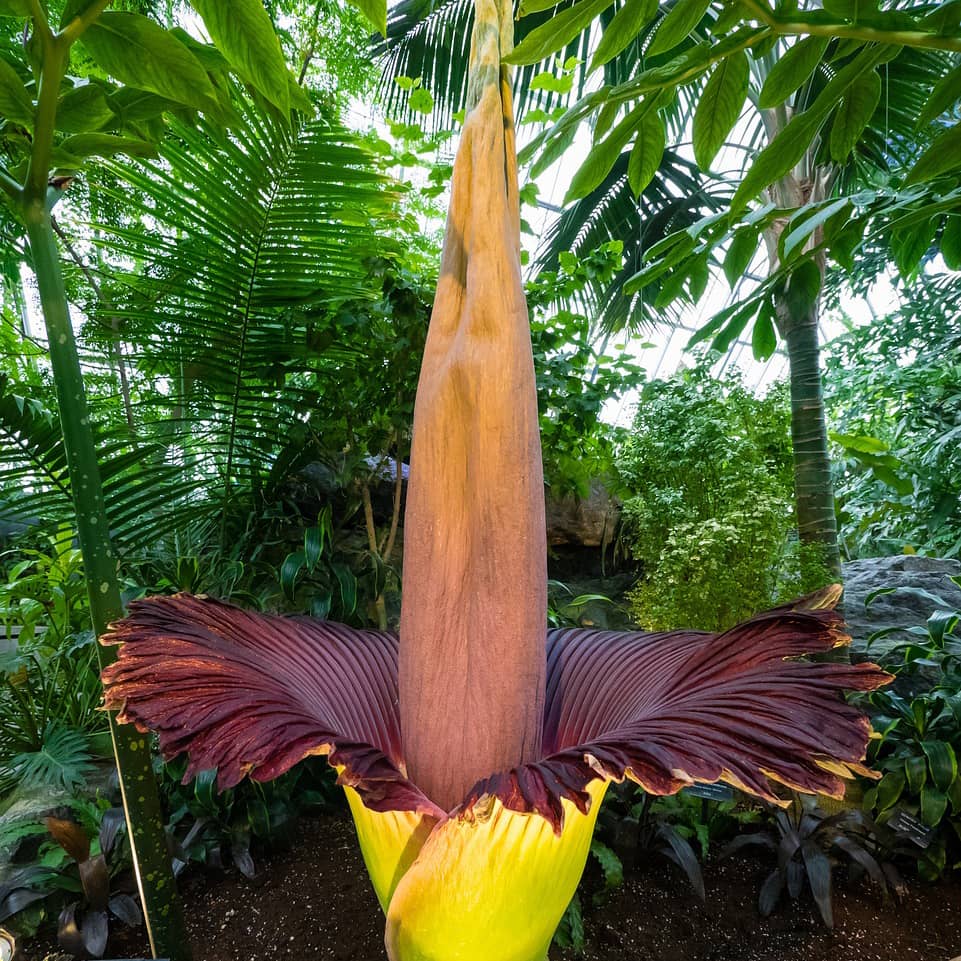 Le Phallus de Titan : une floraison spectaculaire à Nancy